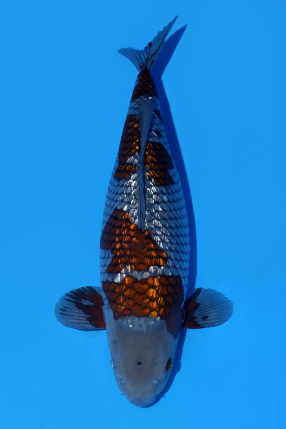 Juara 1