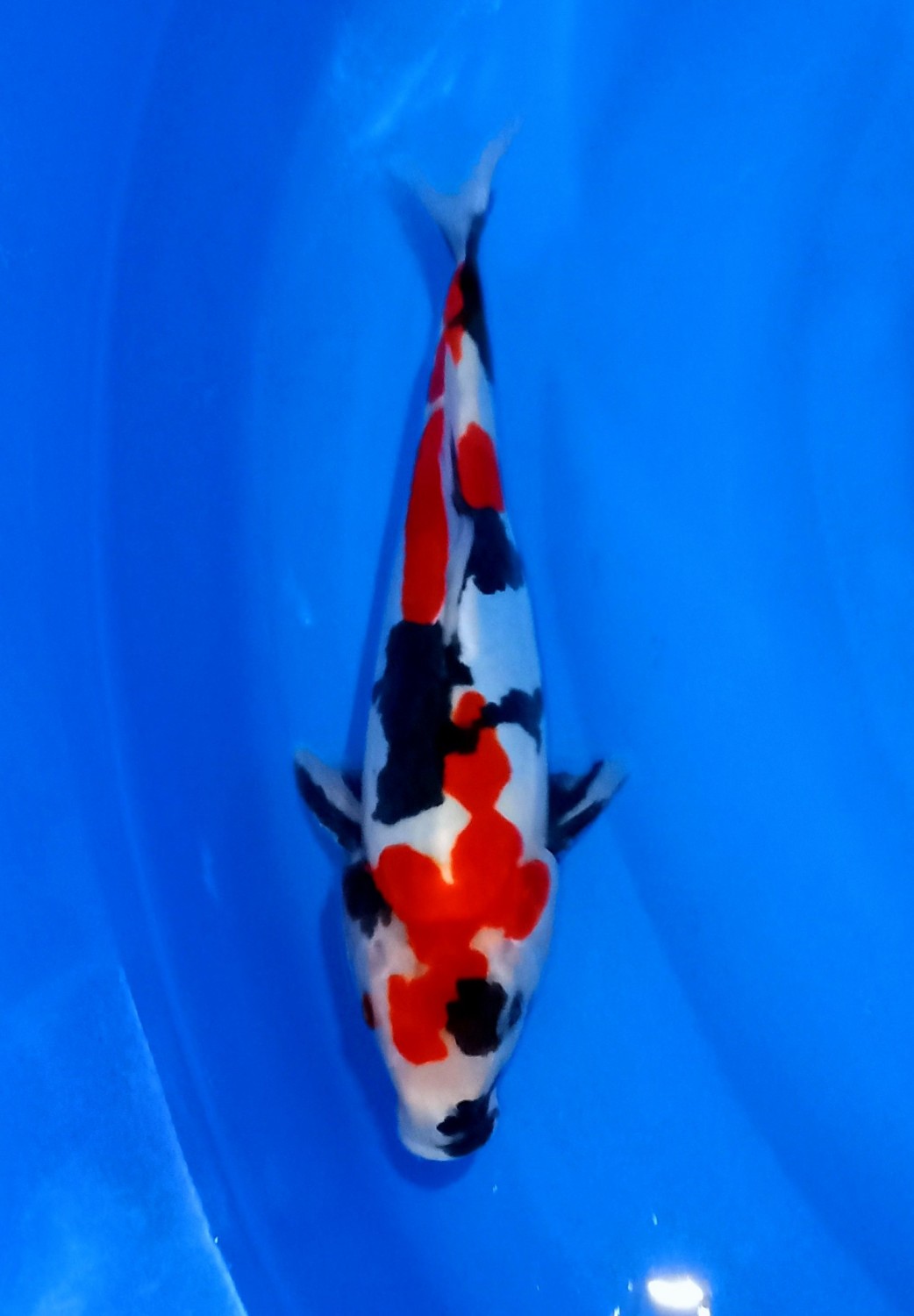 Juara 2