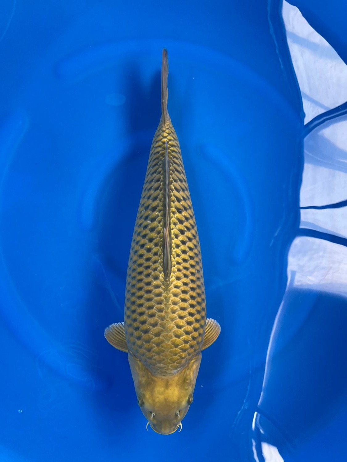 Juara 1