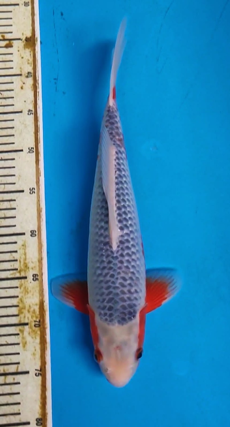 Juara 1