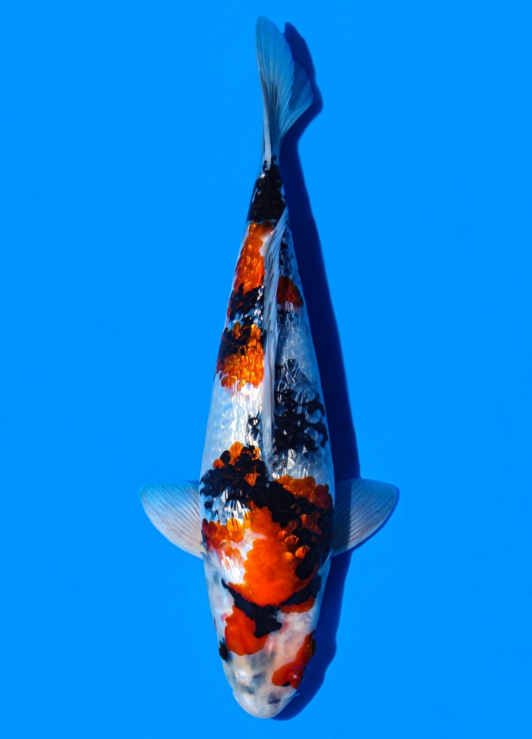 Juara 2