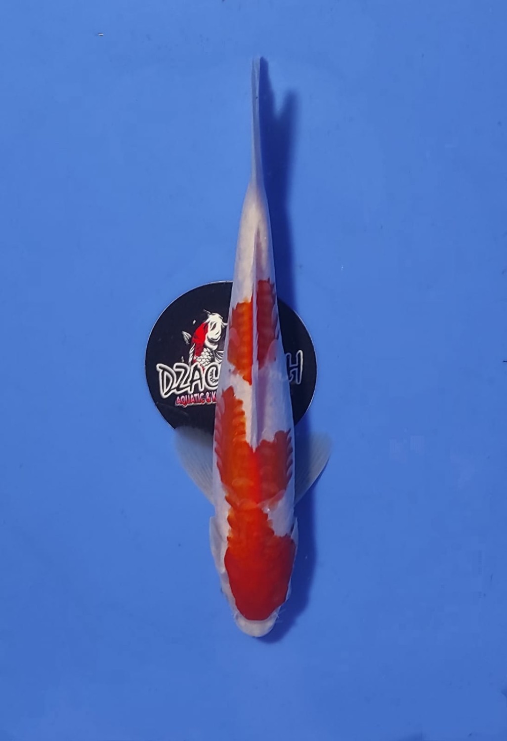 Juara 1