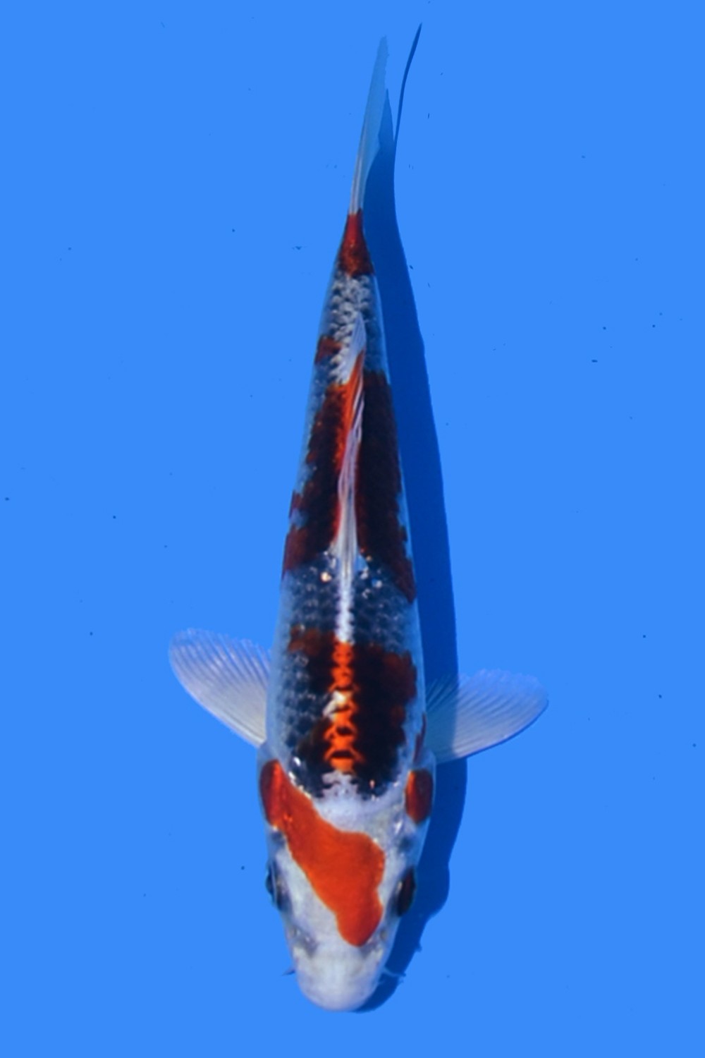 Juara 2