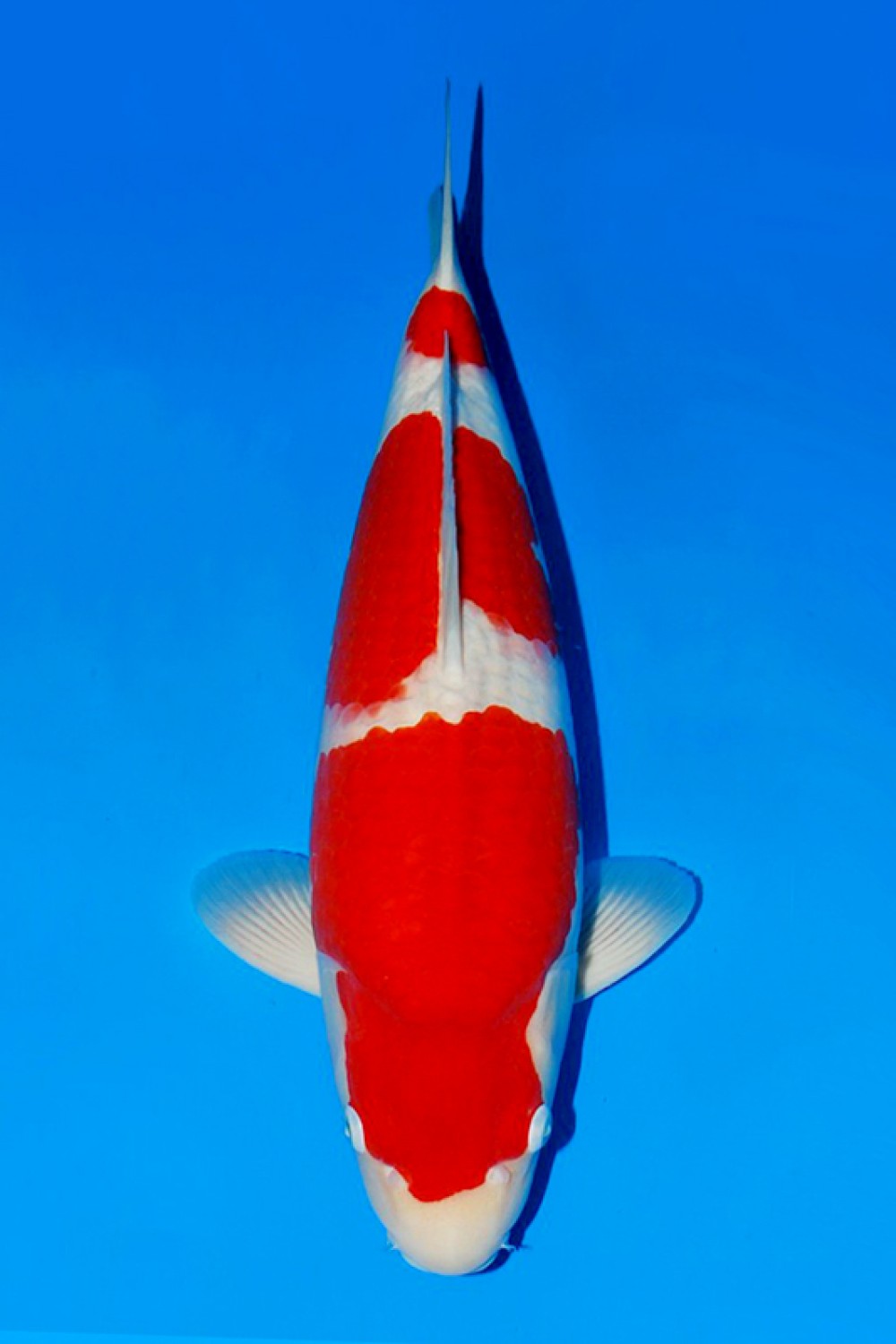 Juara 1