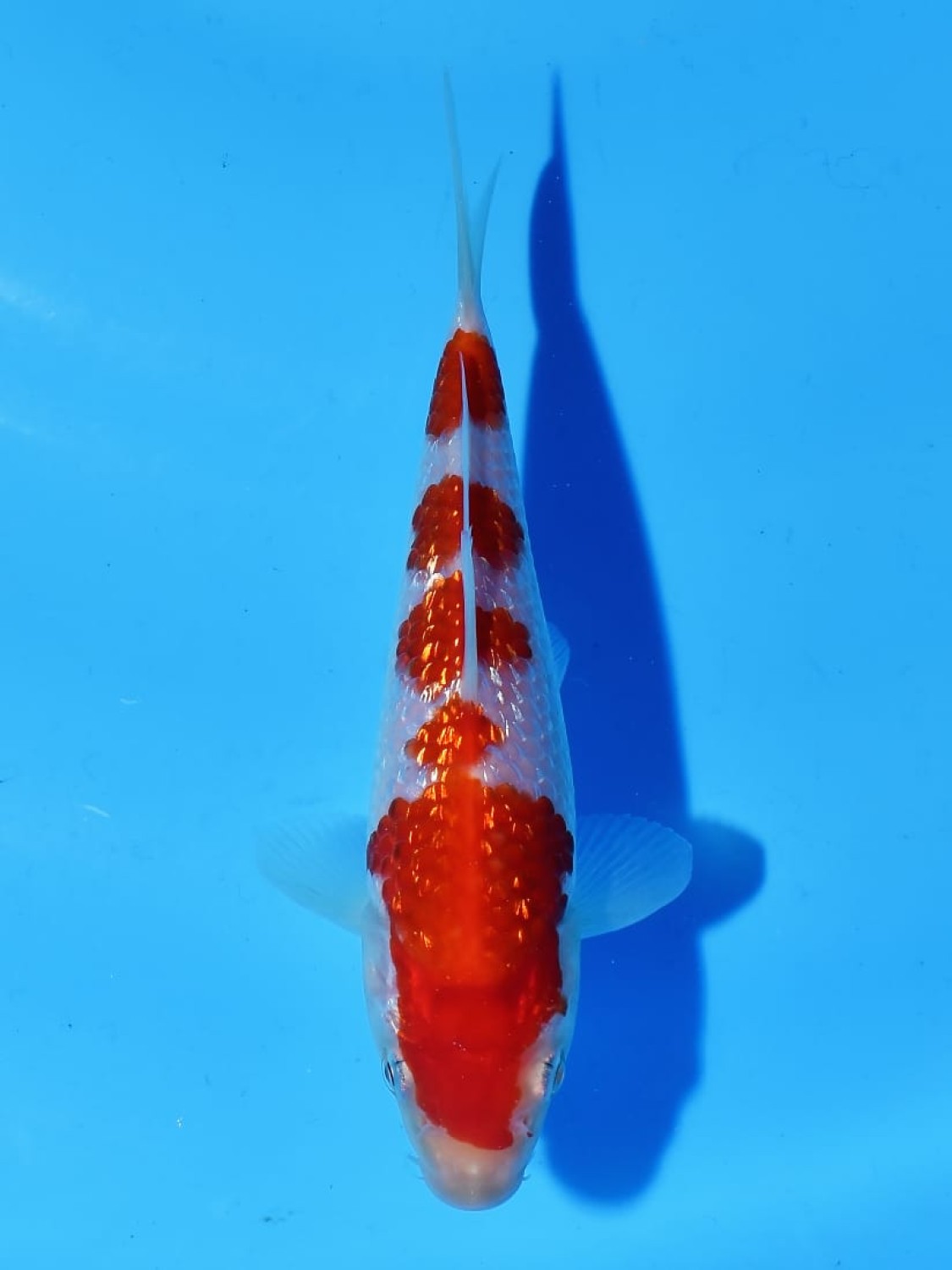 Best In Size B 25 - 27 cm