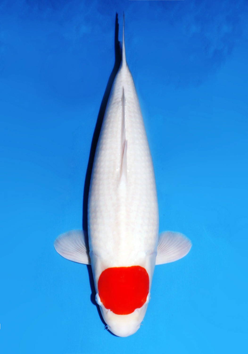 Juara 1