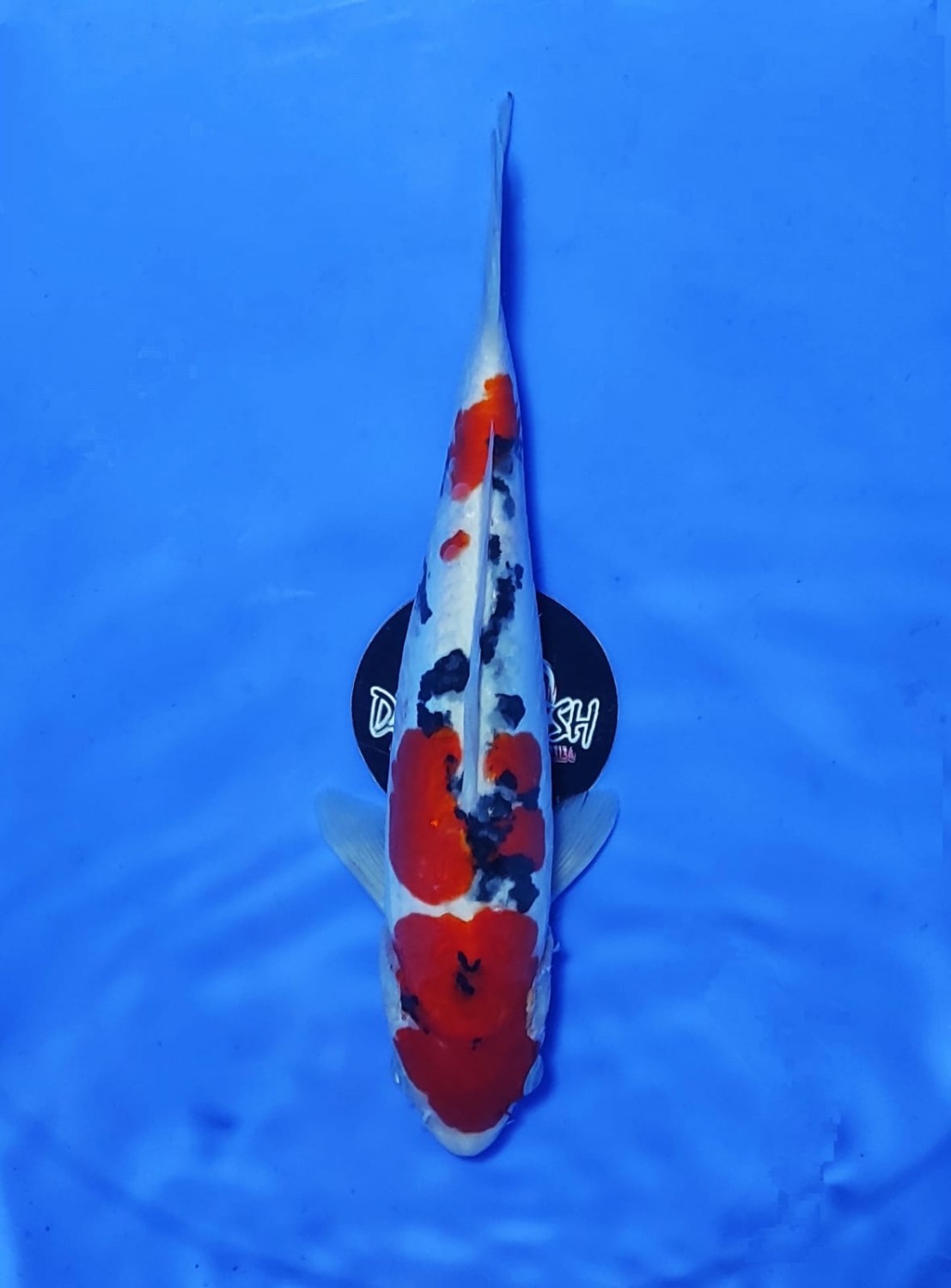 Juara 2