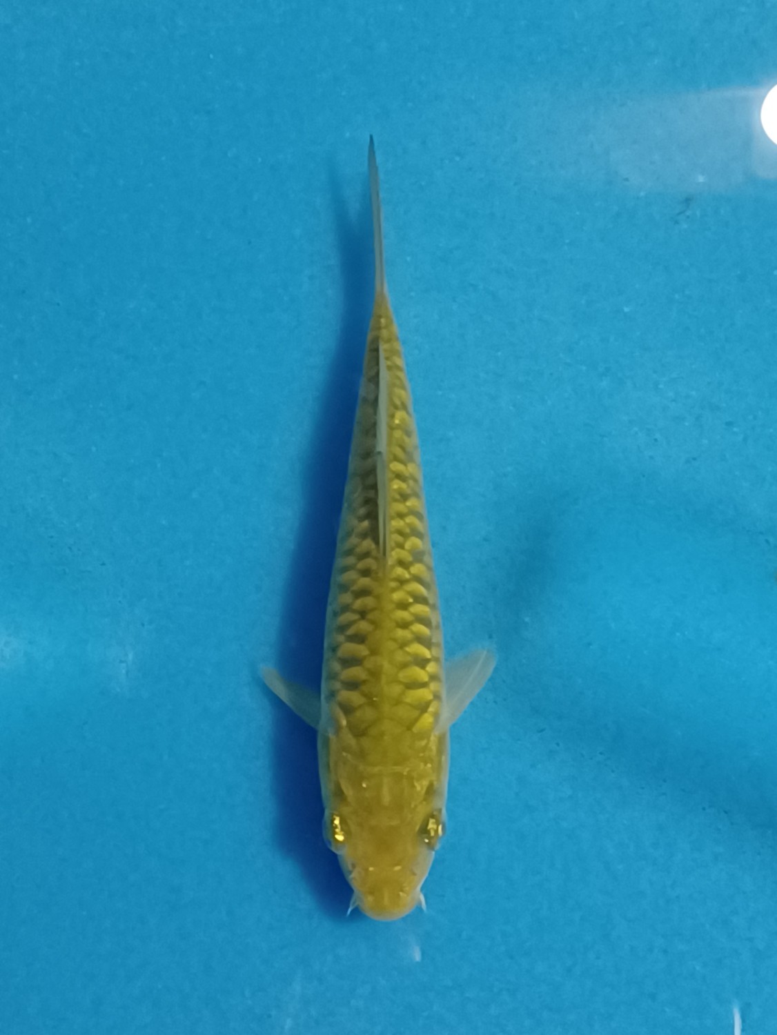 Best In Size F Up To 12 Cm