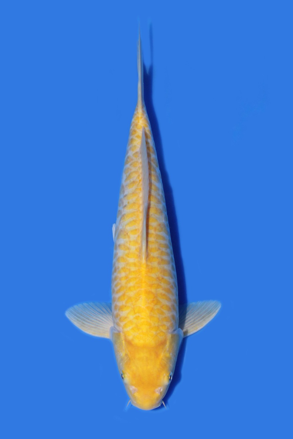 Juara 5
