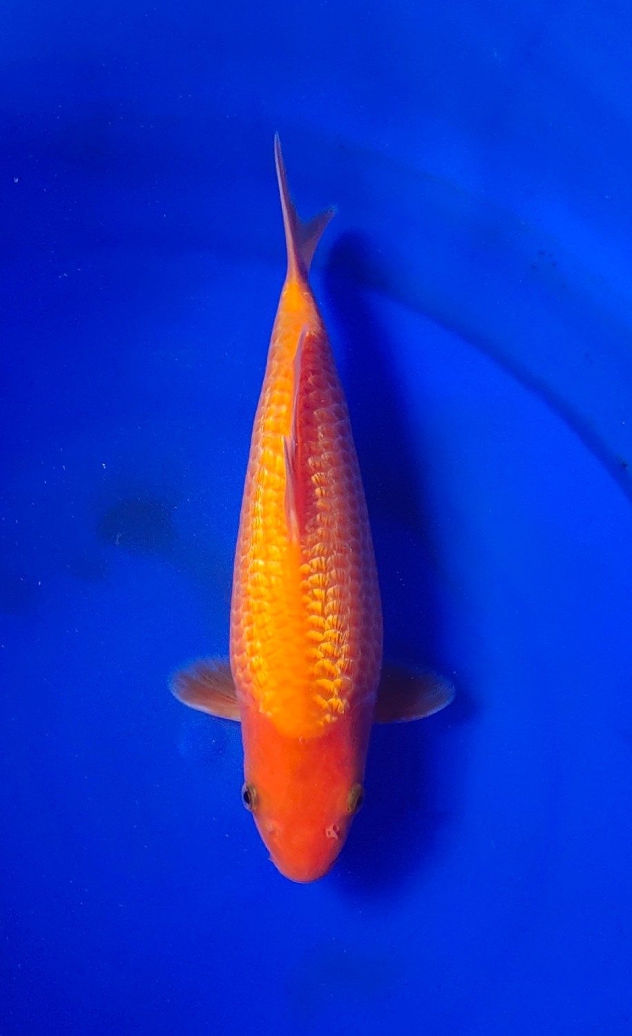 Juara 3