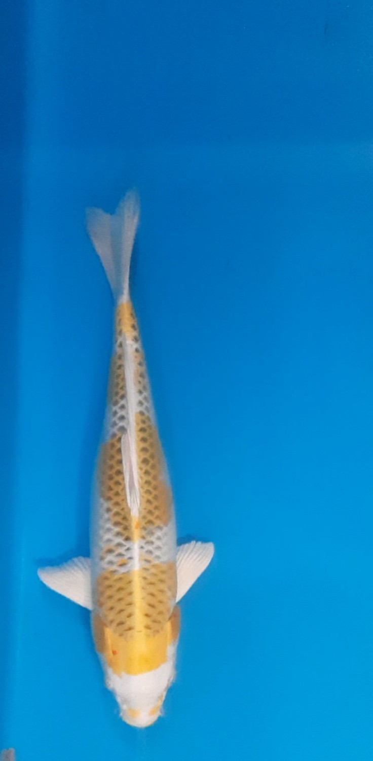 Juara 1