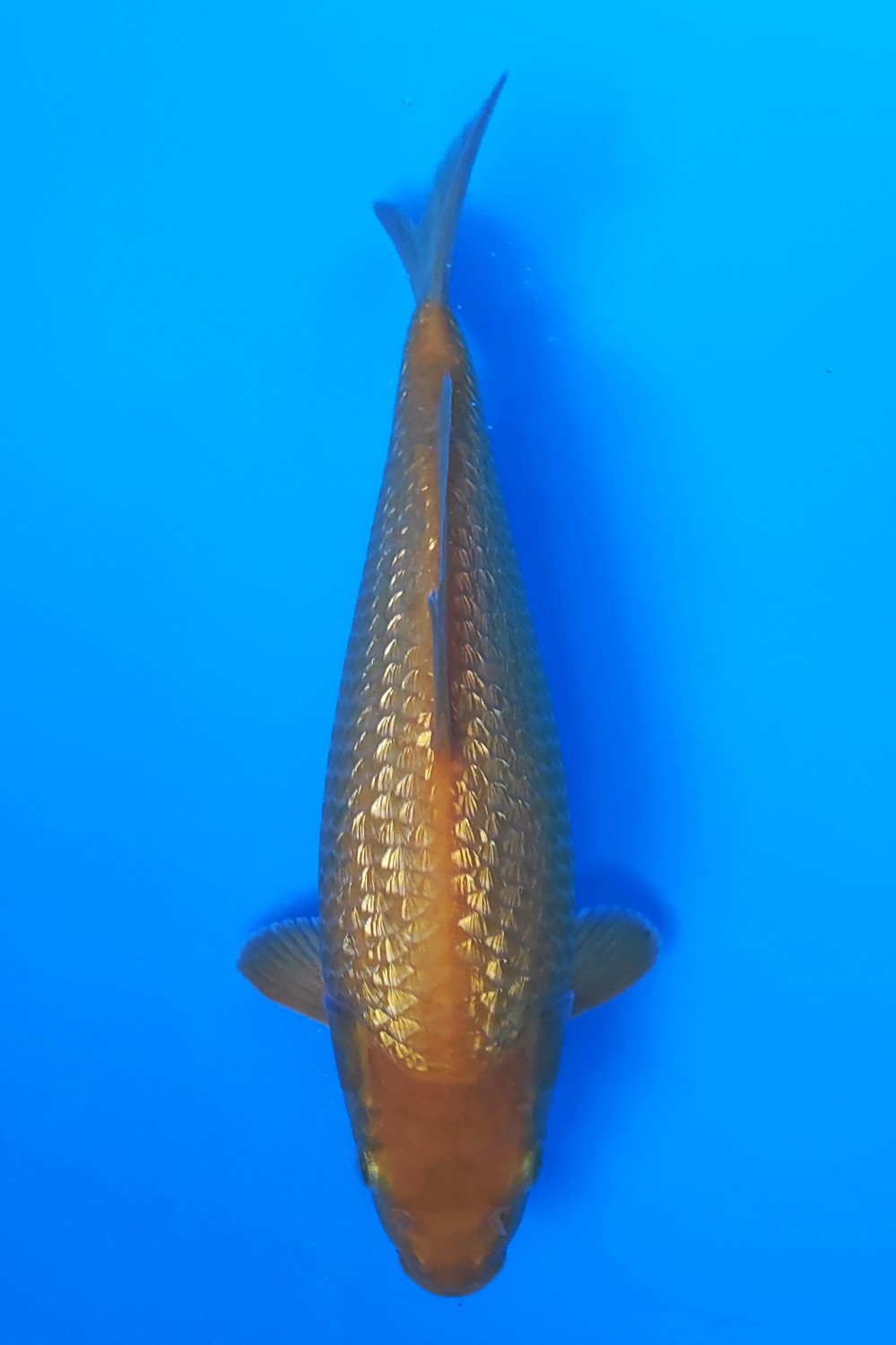 Juara 5
