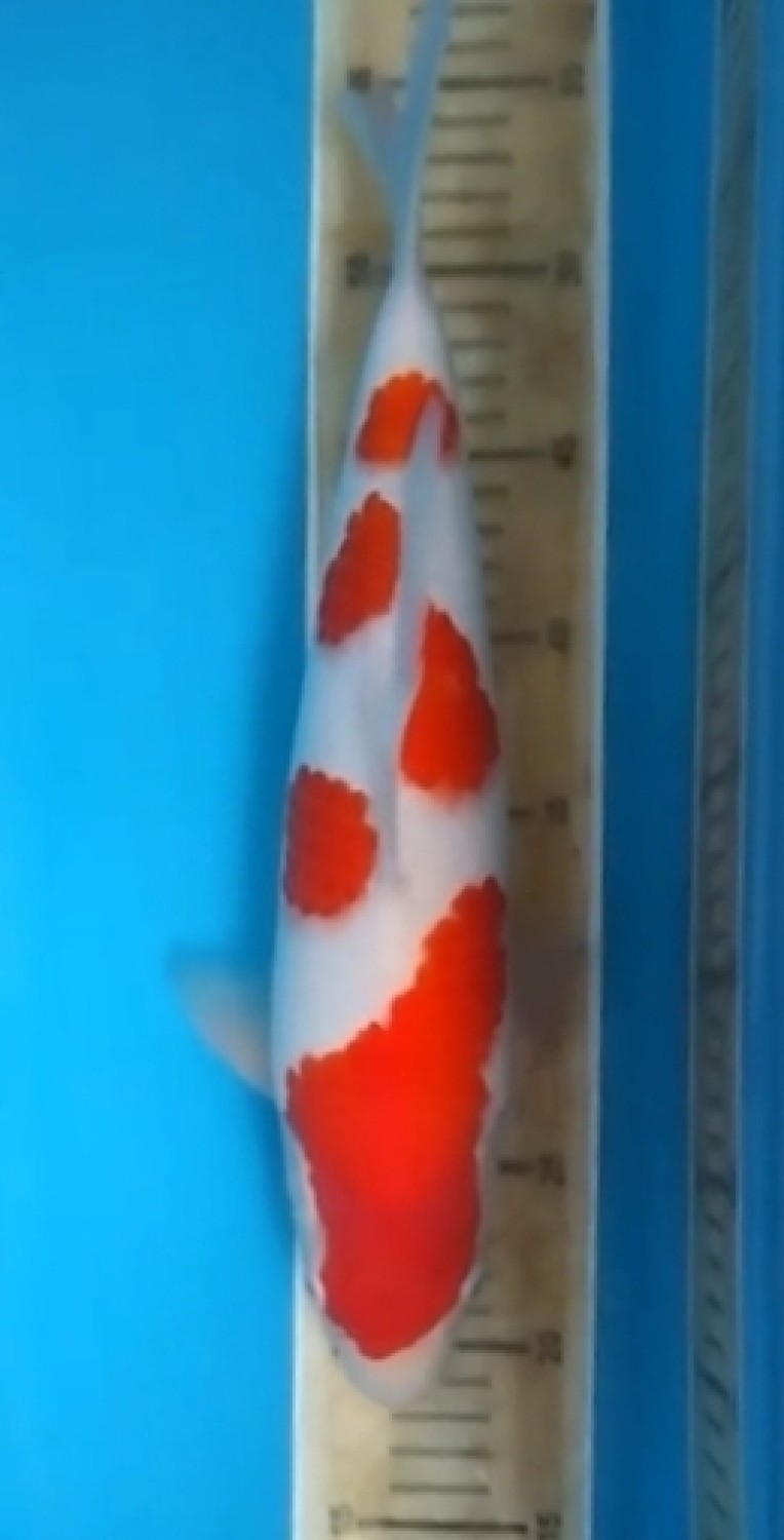 Juara 1