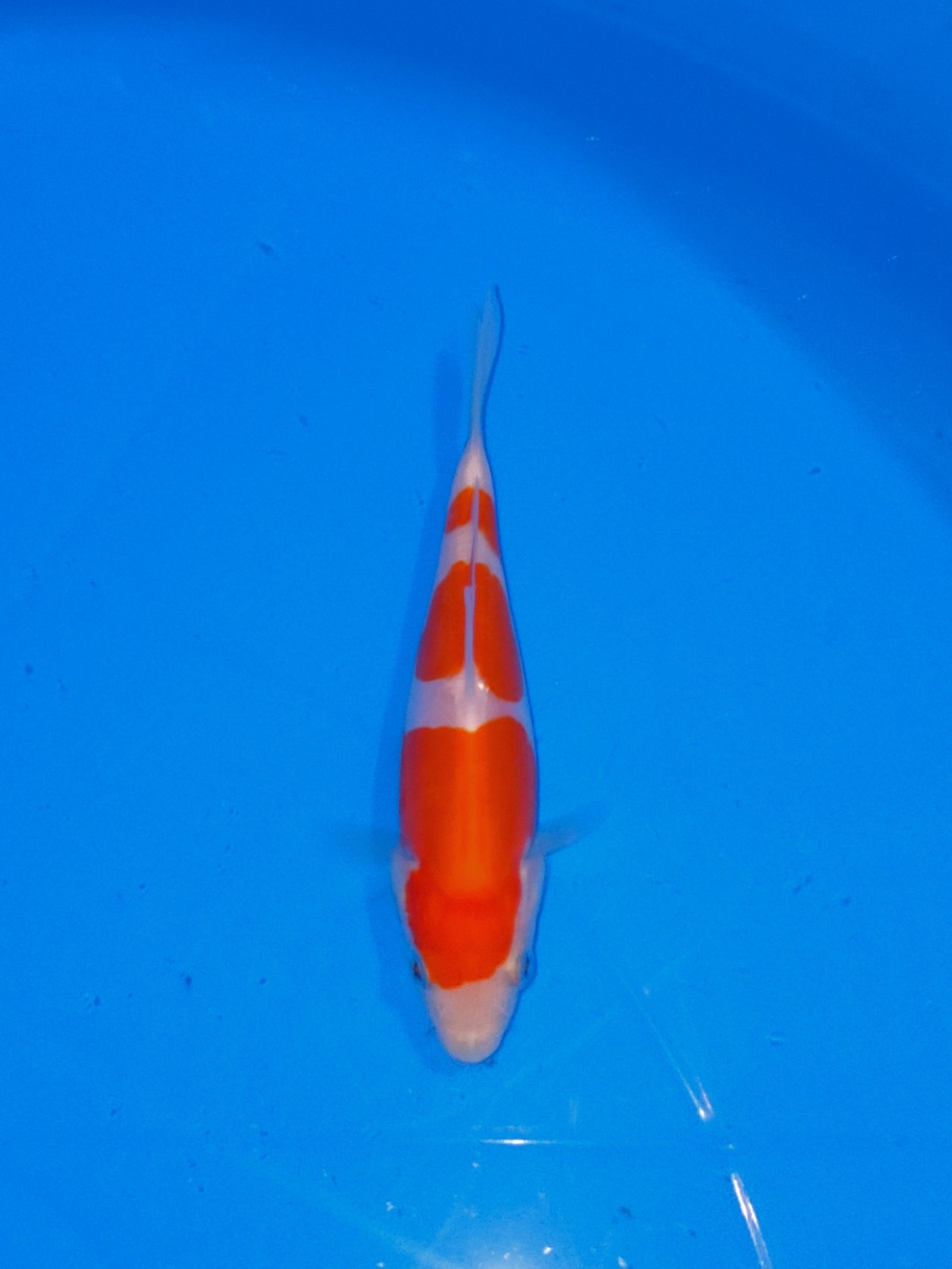 Best In Size C Up To 12 Cm