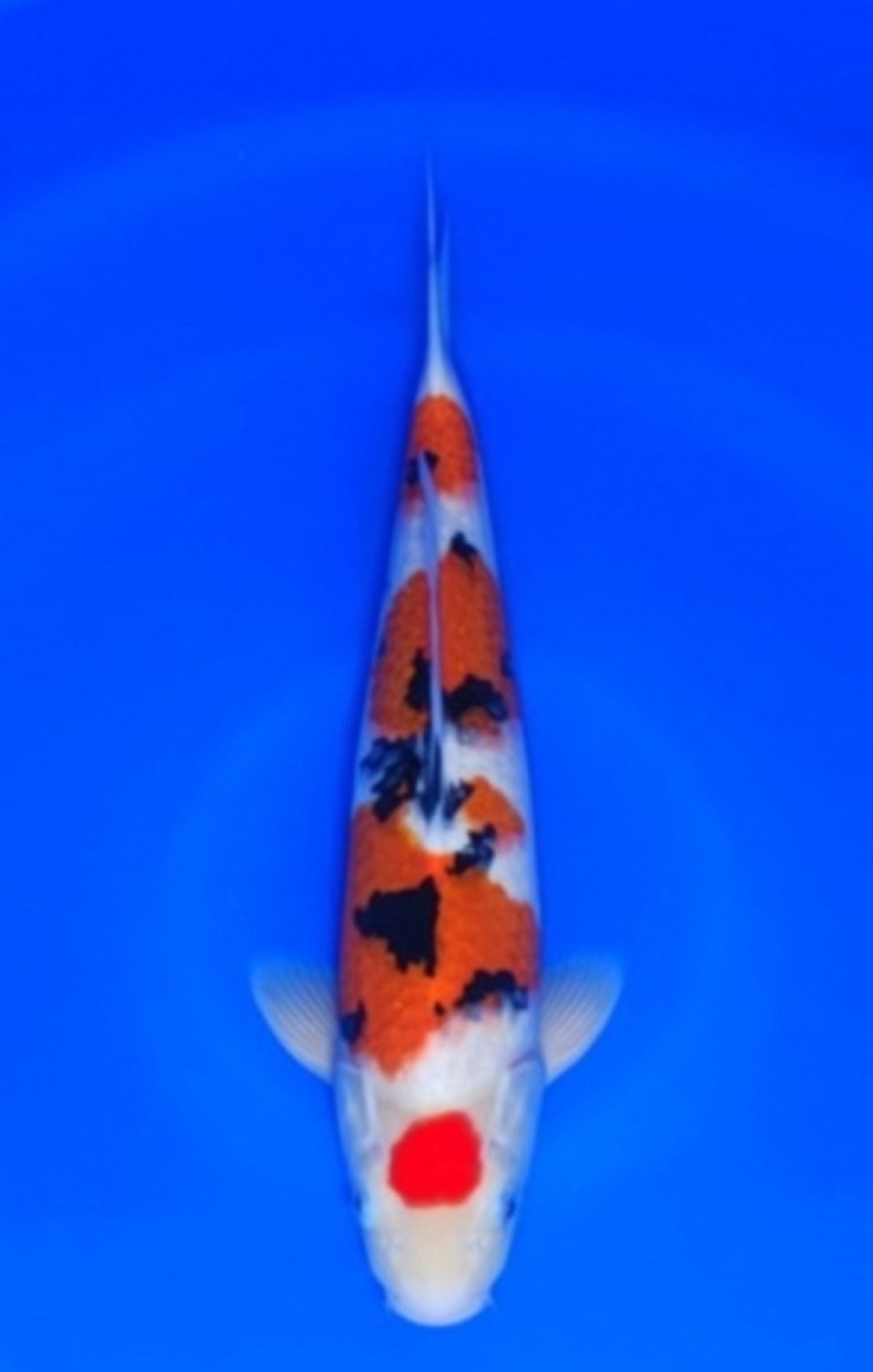 Juara 5