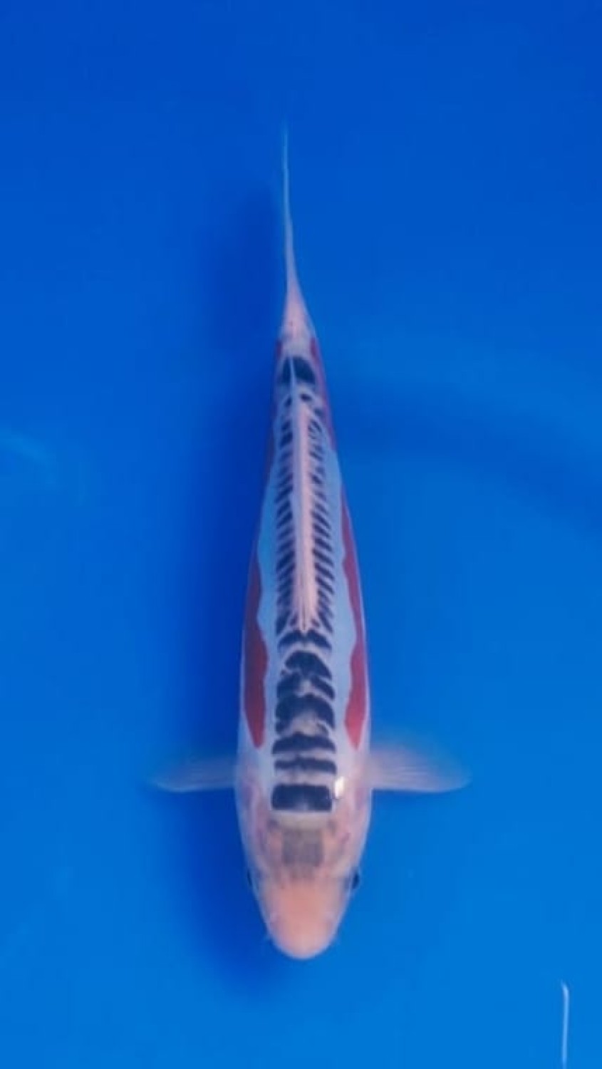 Best In Size D 22 - 24 cm