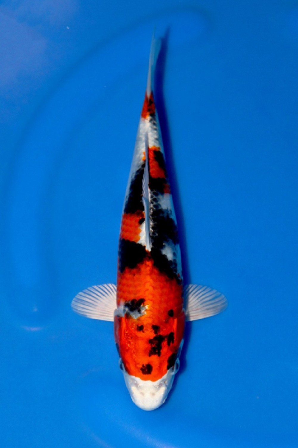 Juara 3