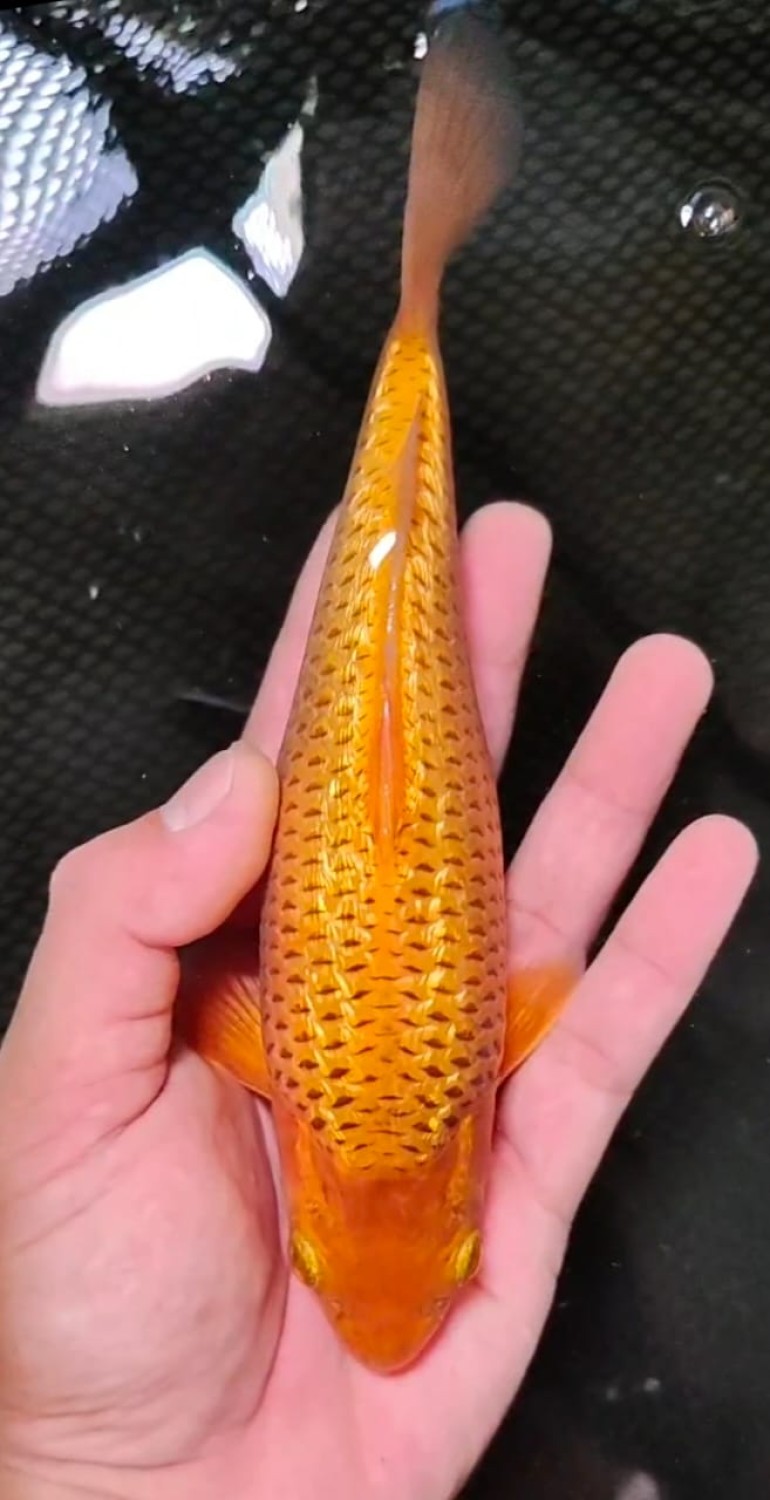 Juara 1