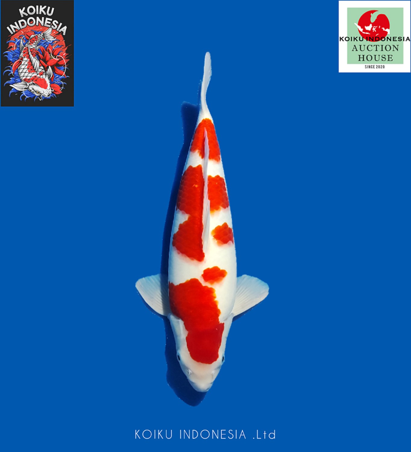 Juara 5