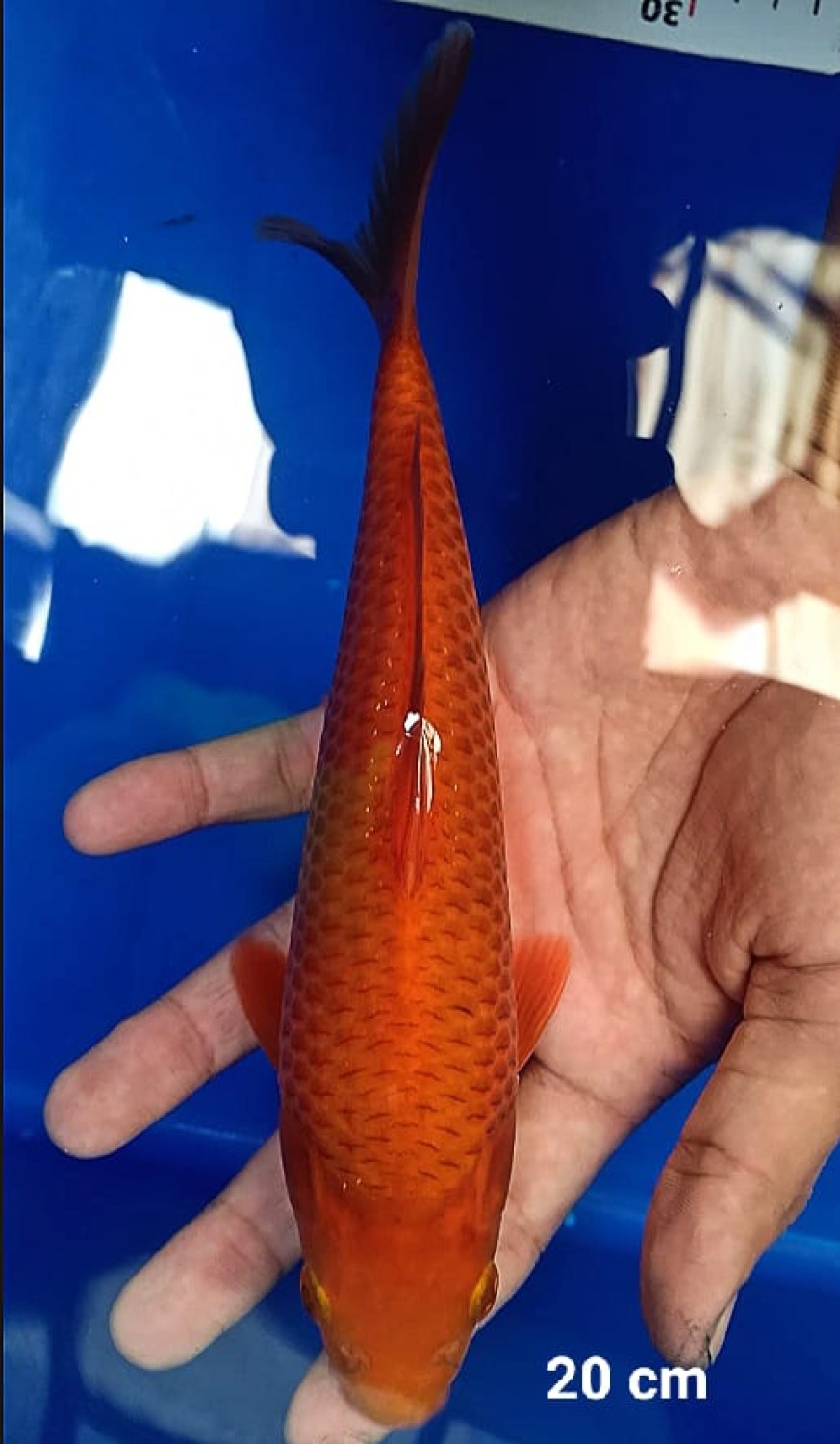 Juara 3