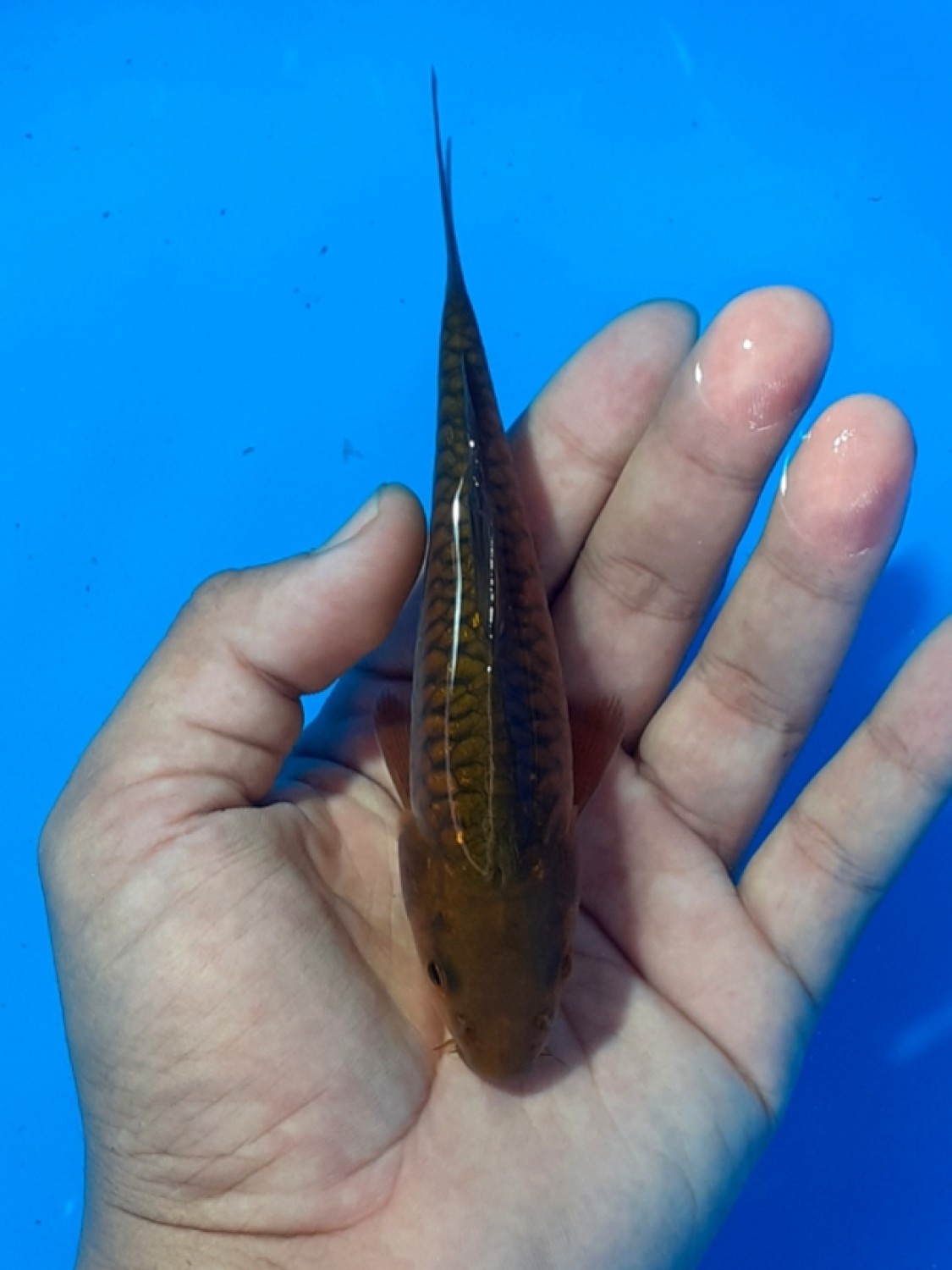 Juara 5