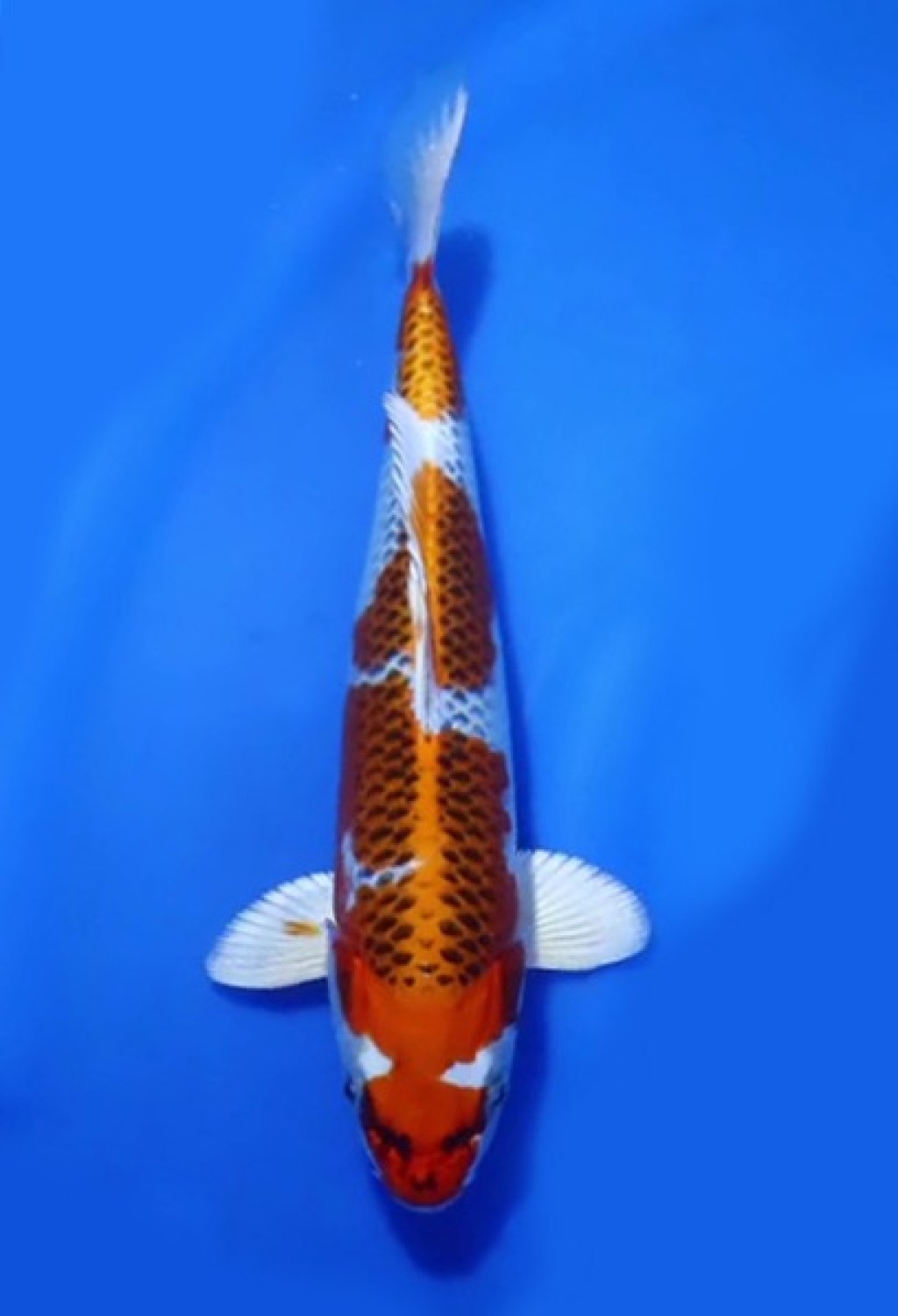 Juara 2