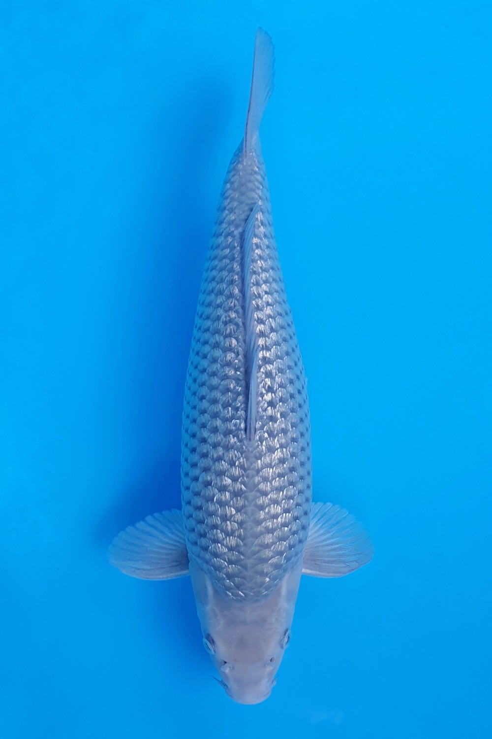 Juara 4