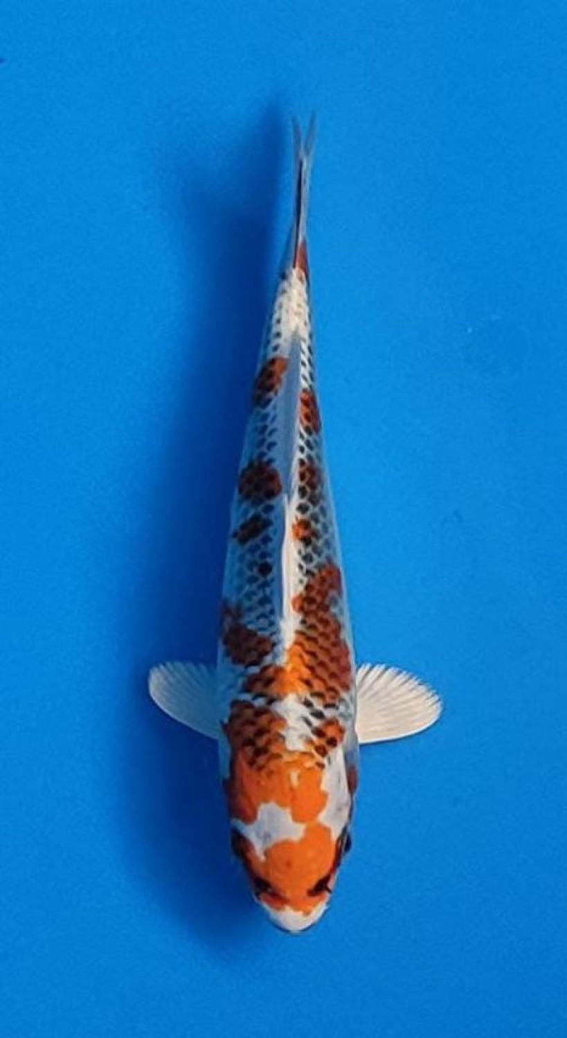Juara 5