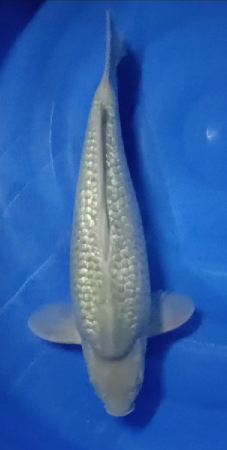 Juara 1