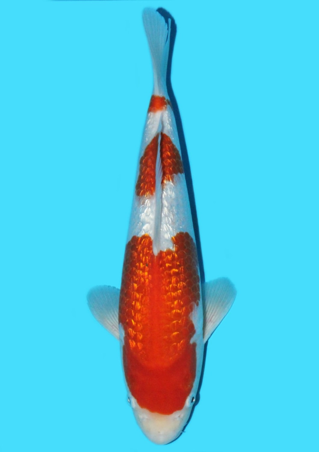 Juara 2