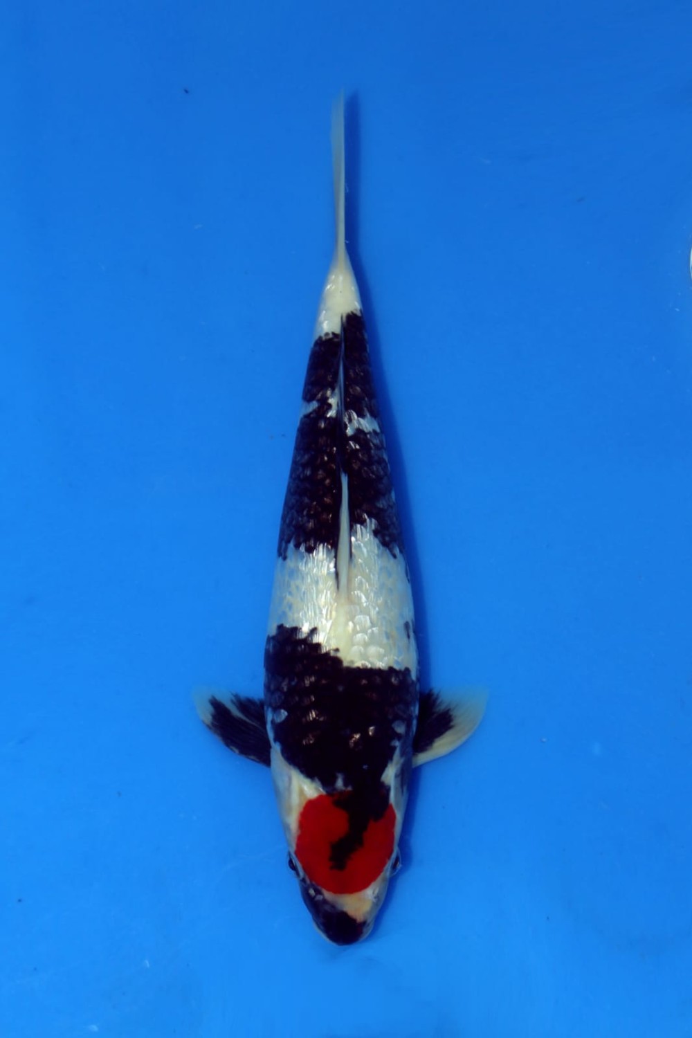 Juara 3