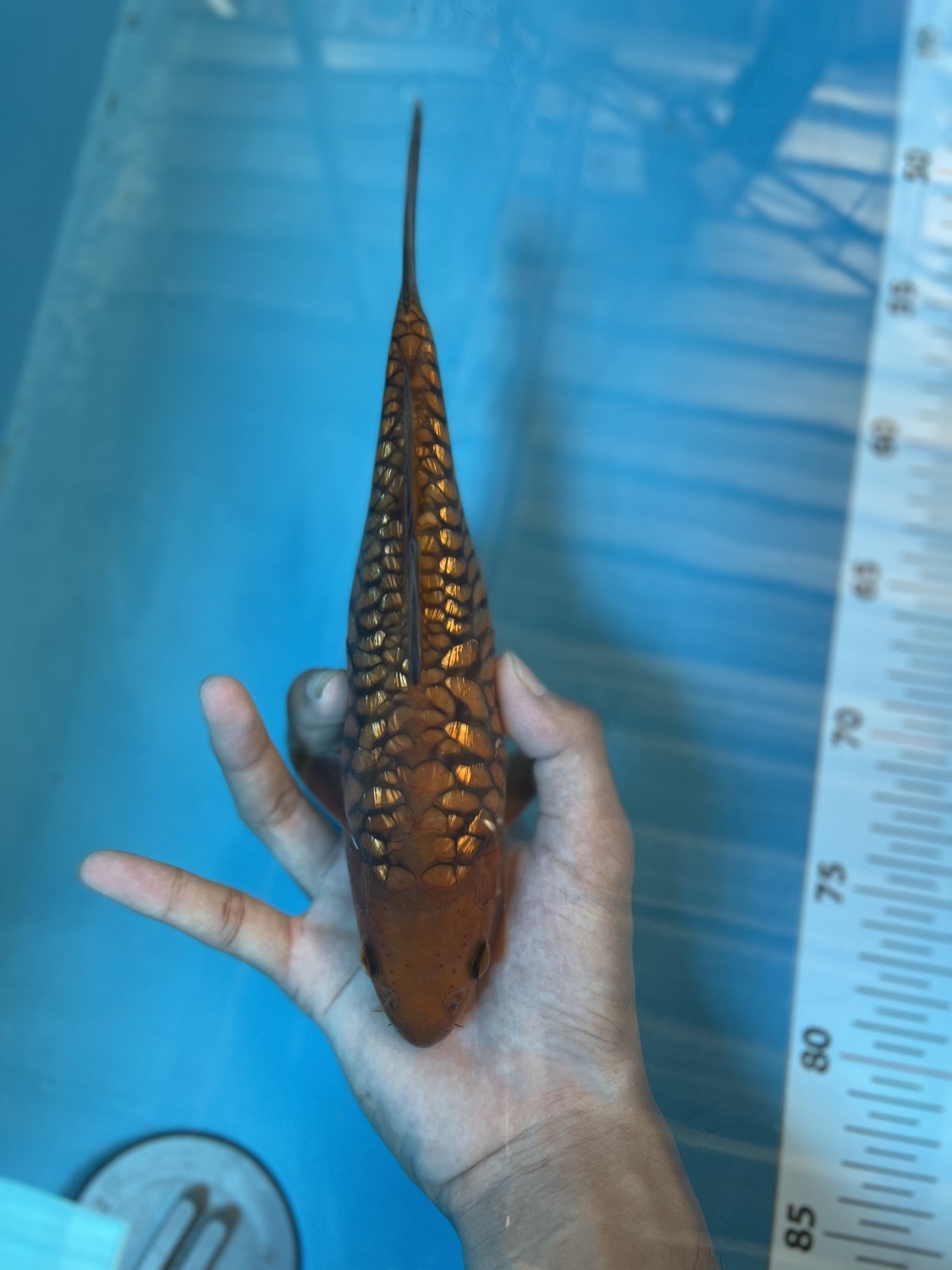Juara 5