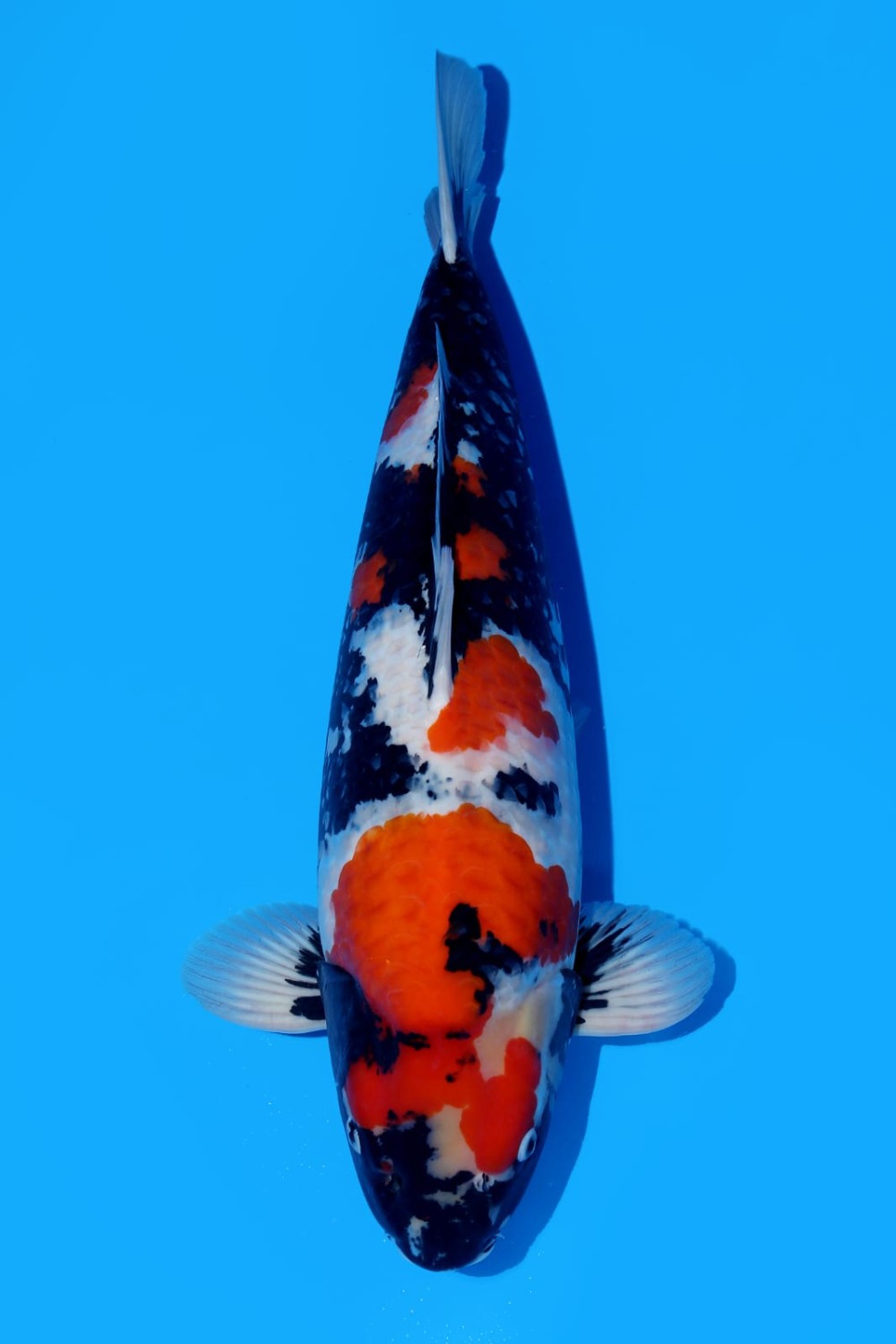 Juara 1