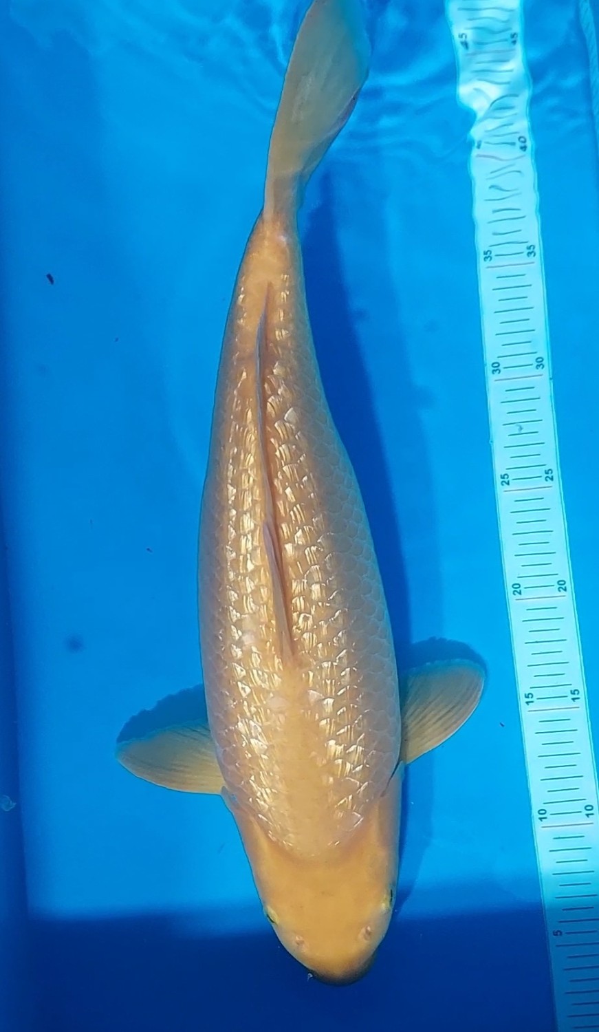 Juara 3