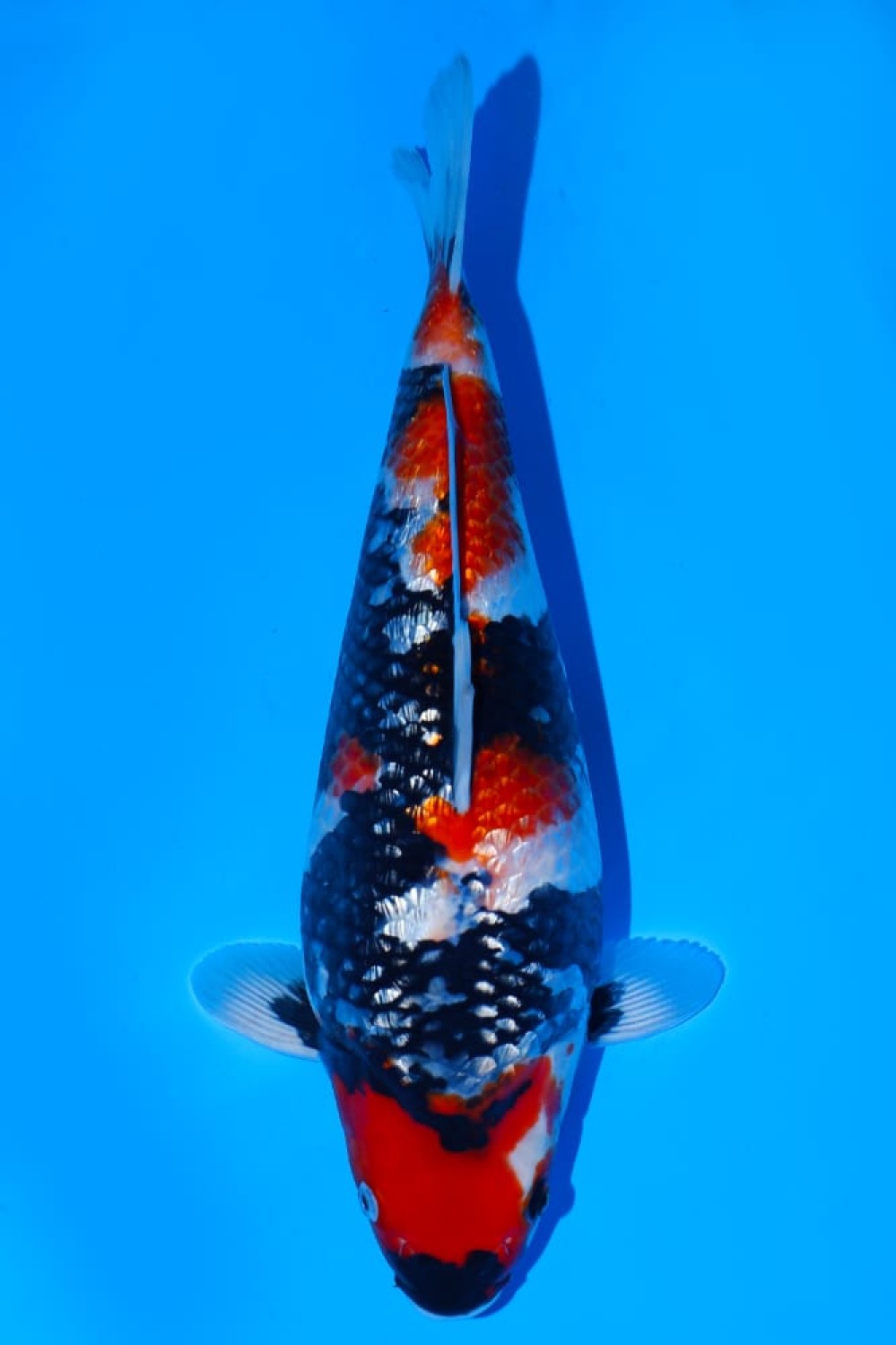 Juara 4