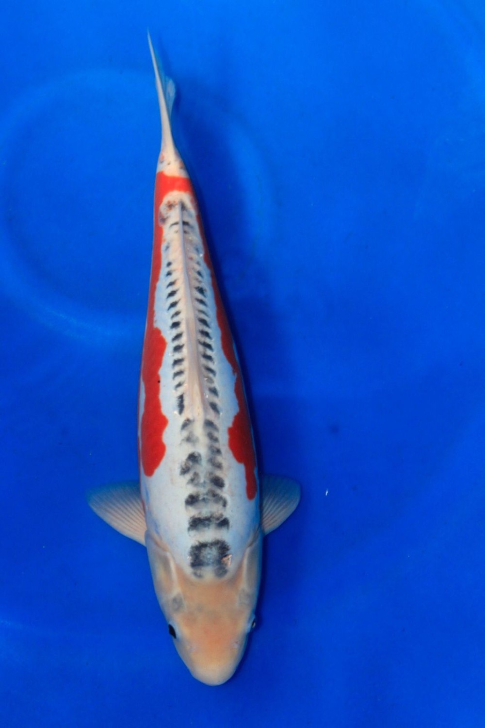 Juara 3