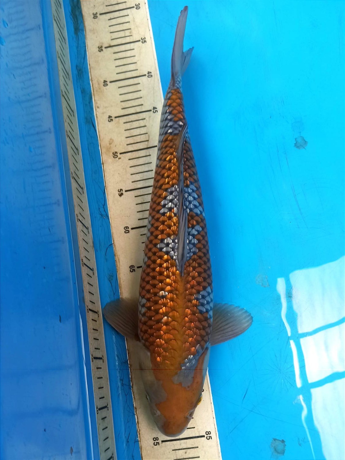 Juara 3