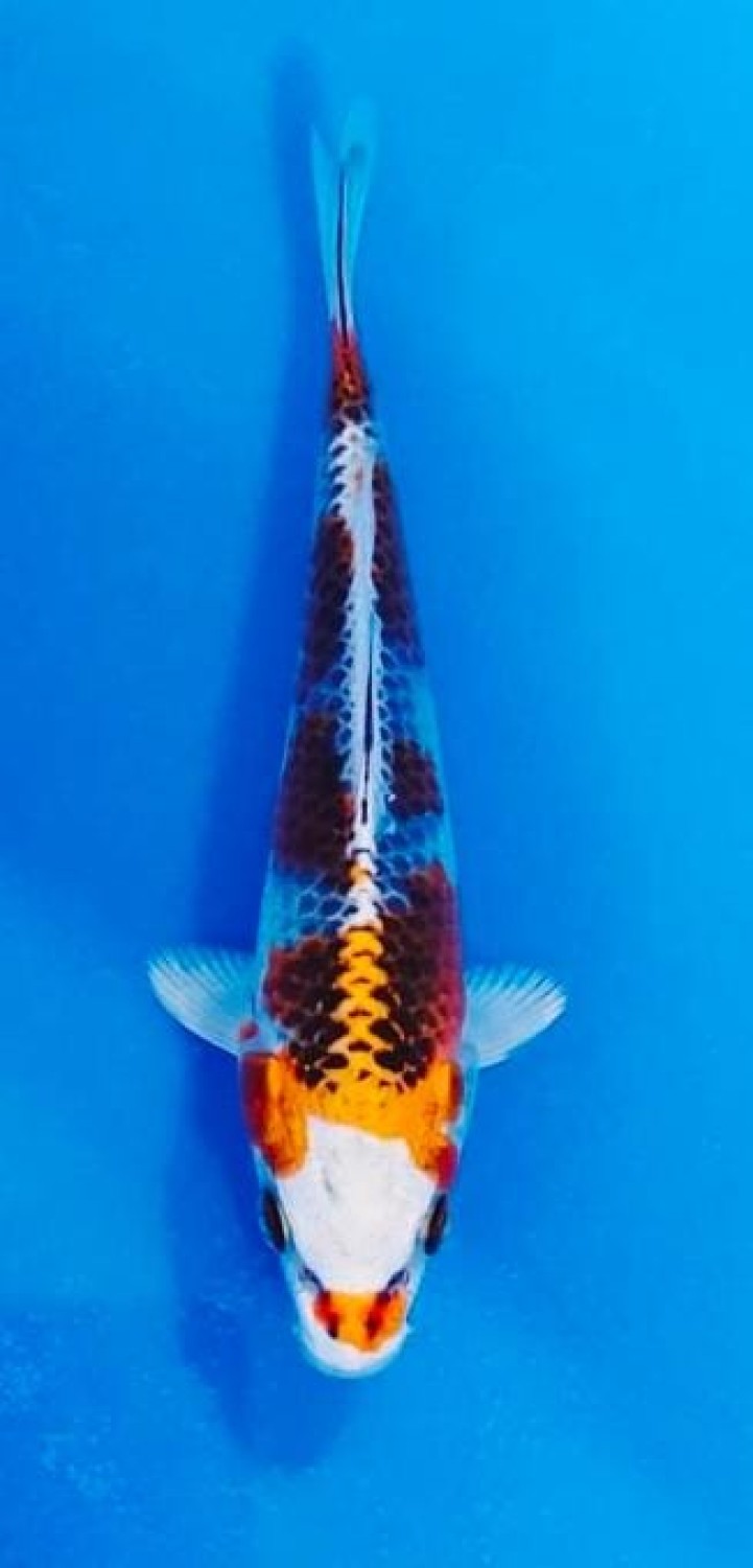 Best In Size B 13 - 15 cm