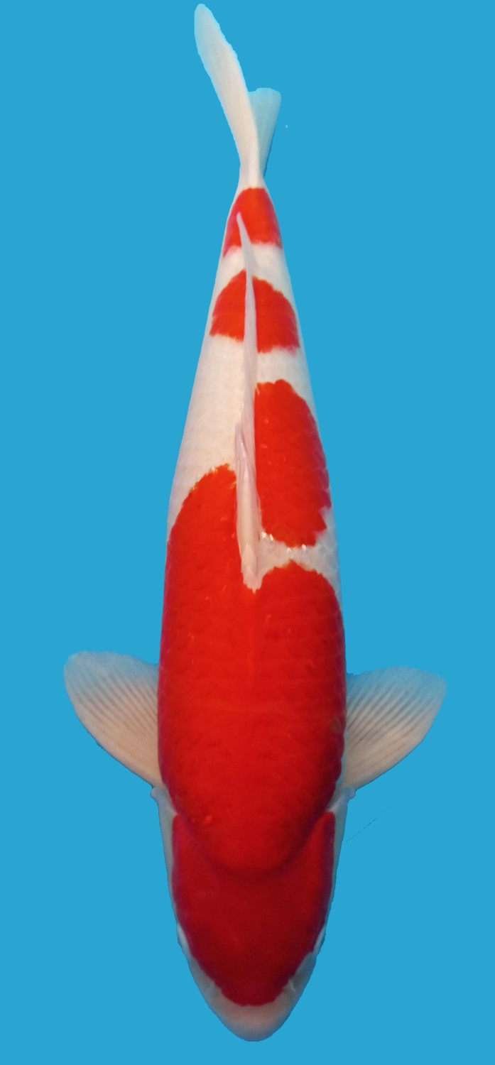 Juara 5