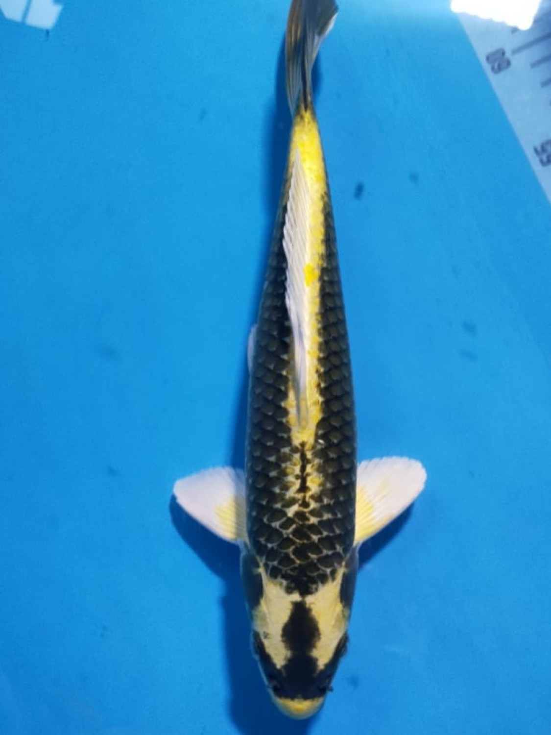 Juara 3