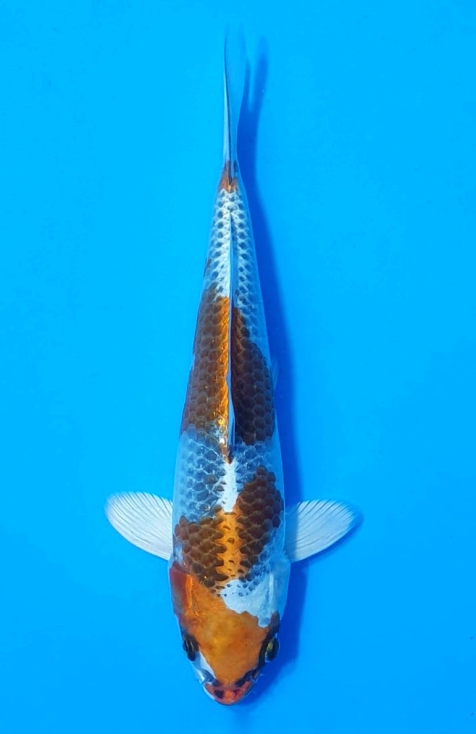 Juara 1