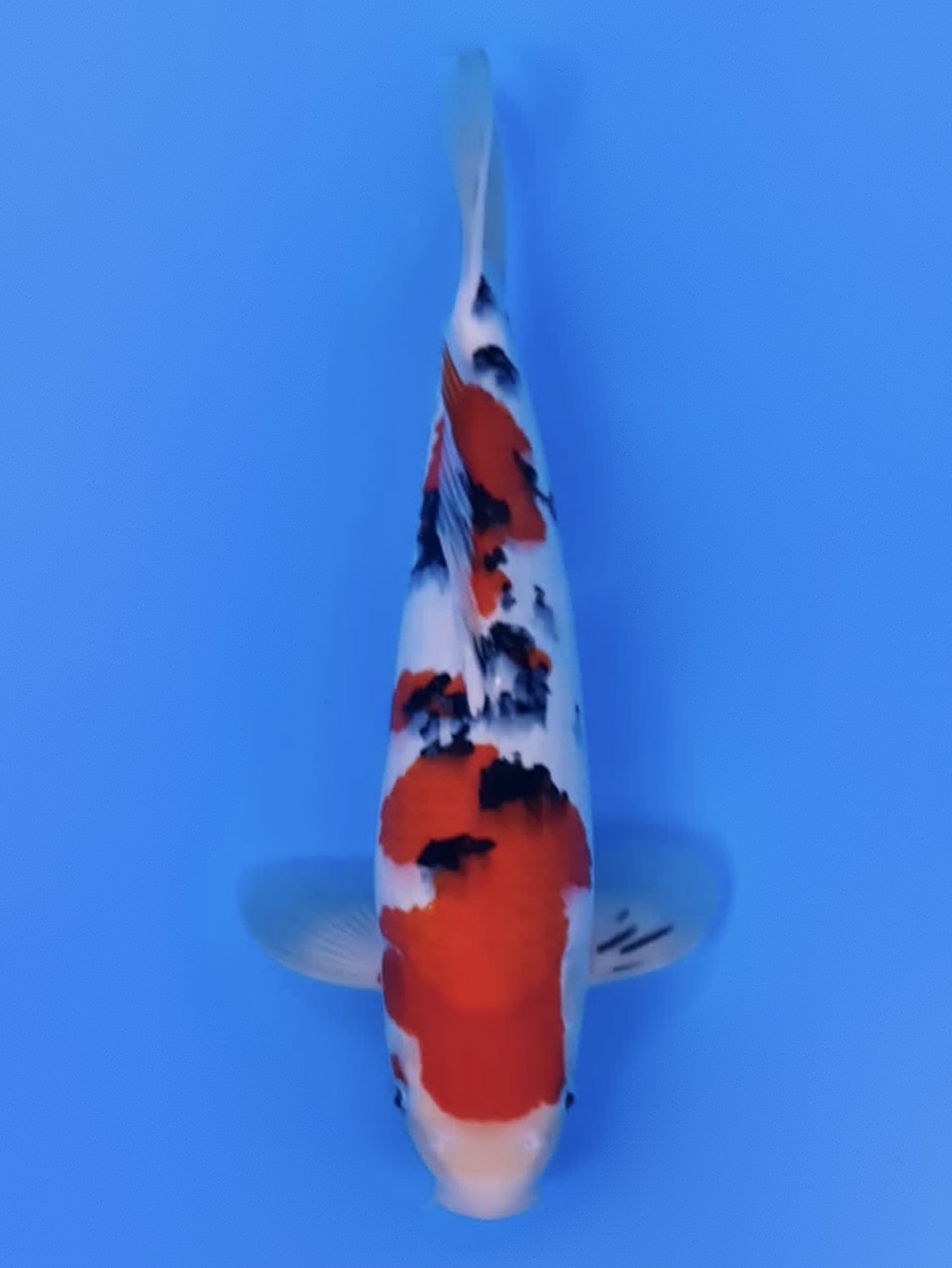 Juara 2