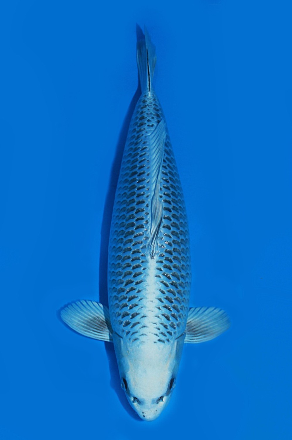 Juara 2