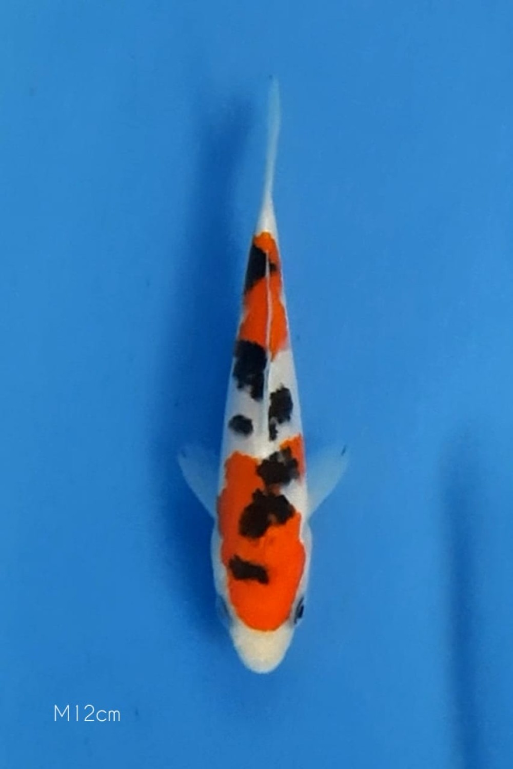 Juara 3