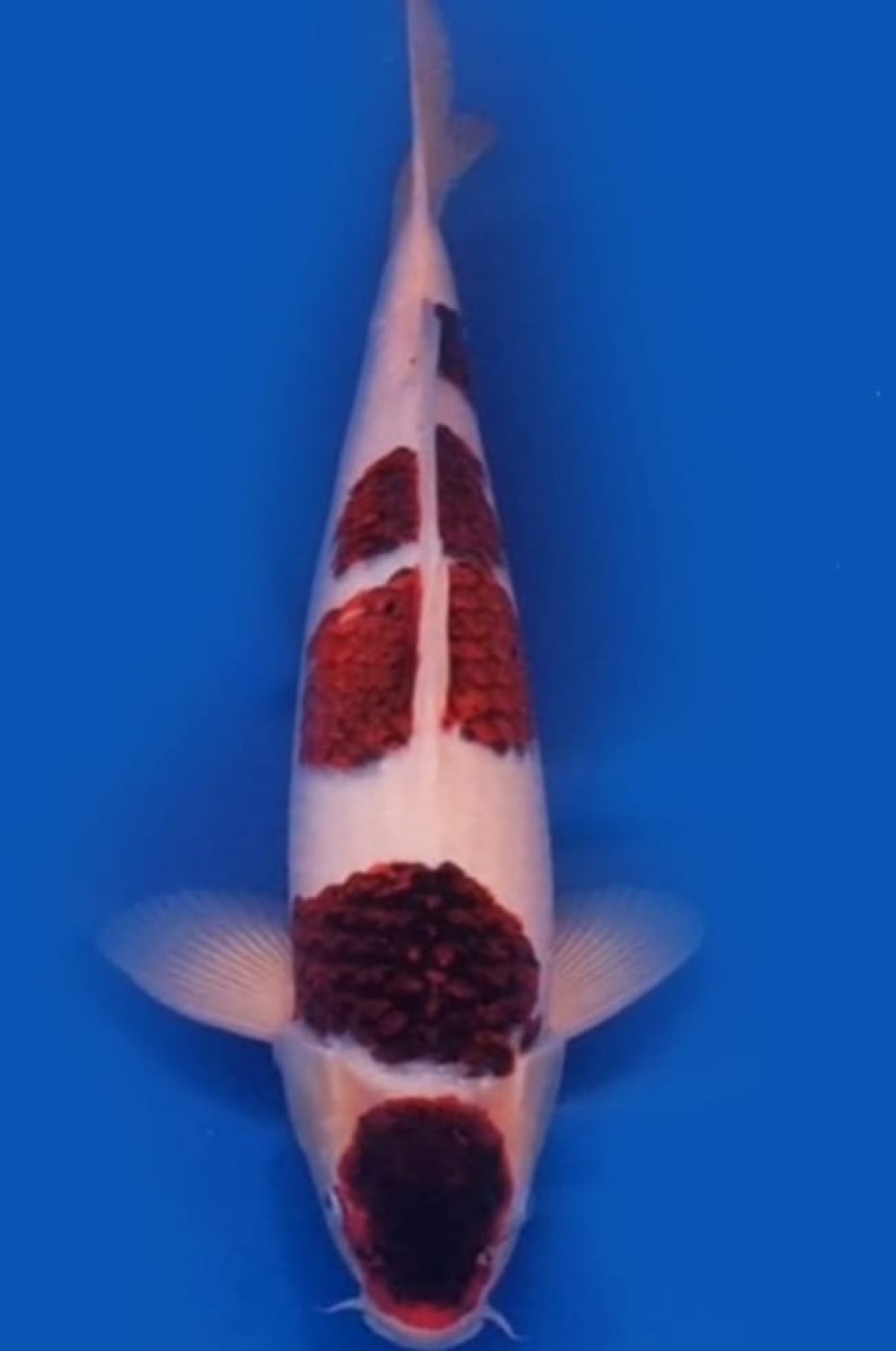 Juara 3
