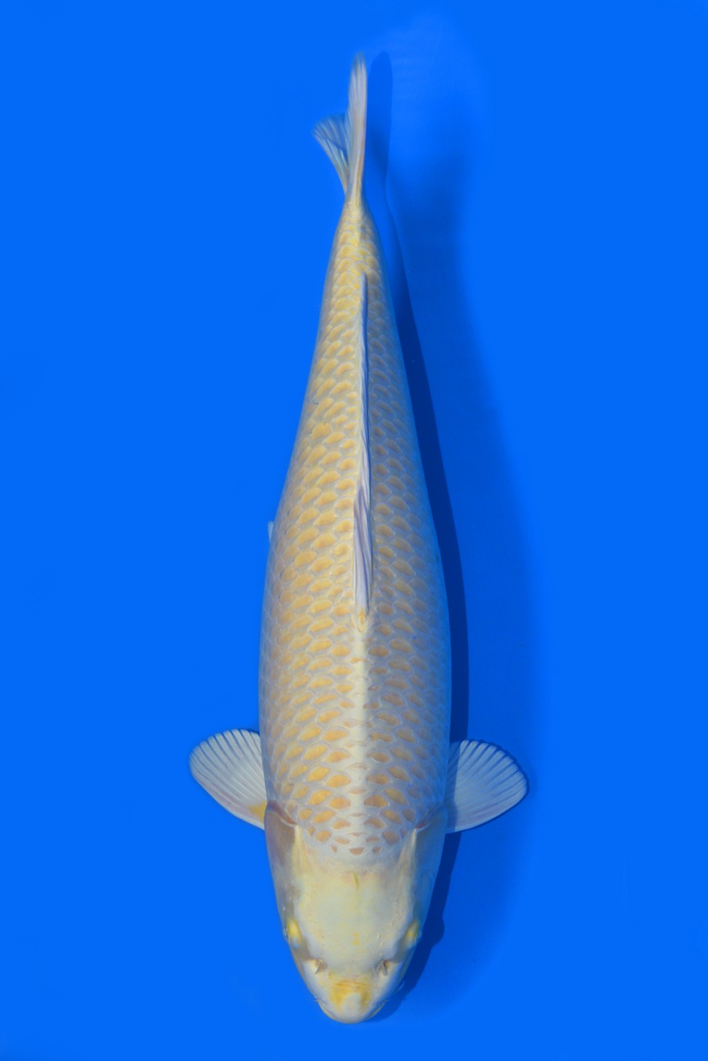 Juara 2