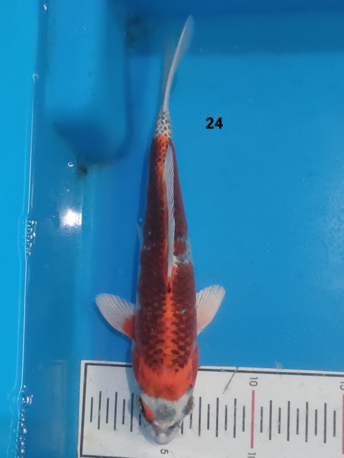 Juara 4
