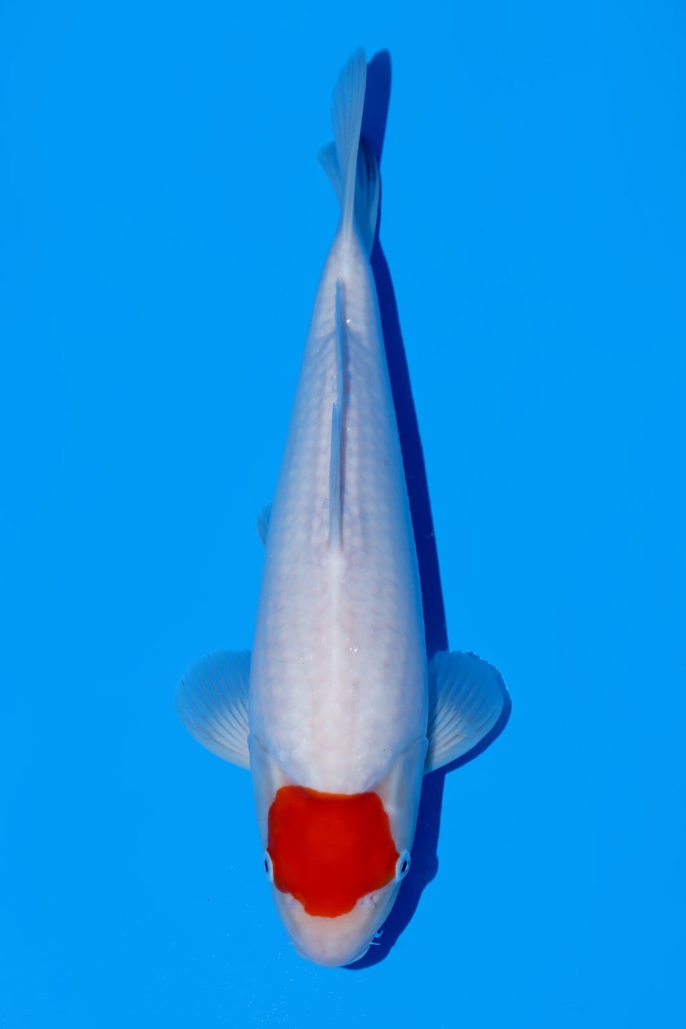 Juara 2