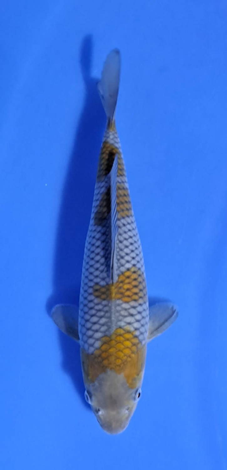 Juara 5