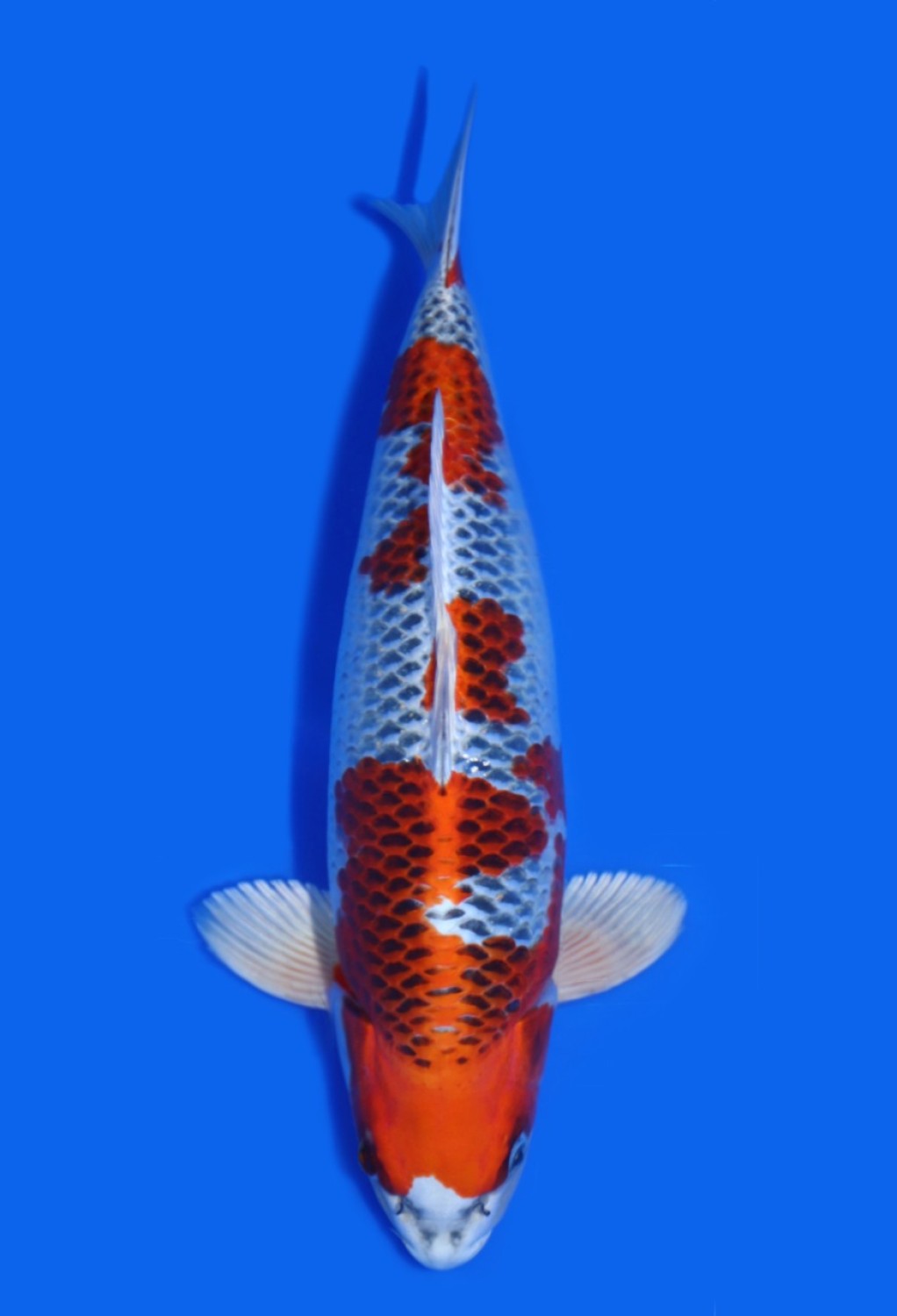 Juara 1